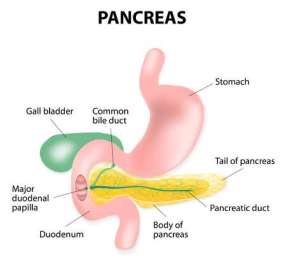 27551986-human-pancreas-lymphatics-and-stomach